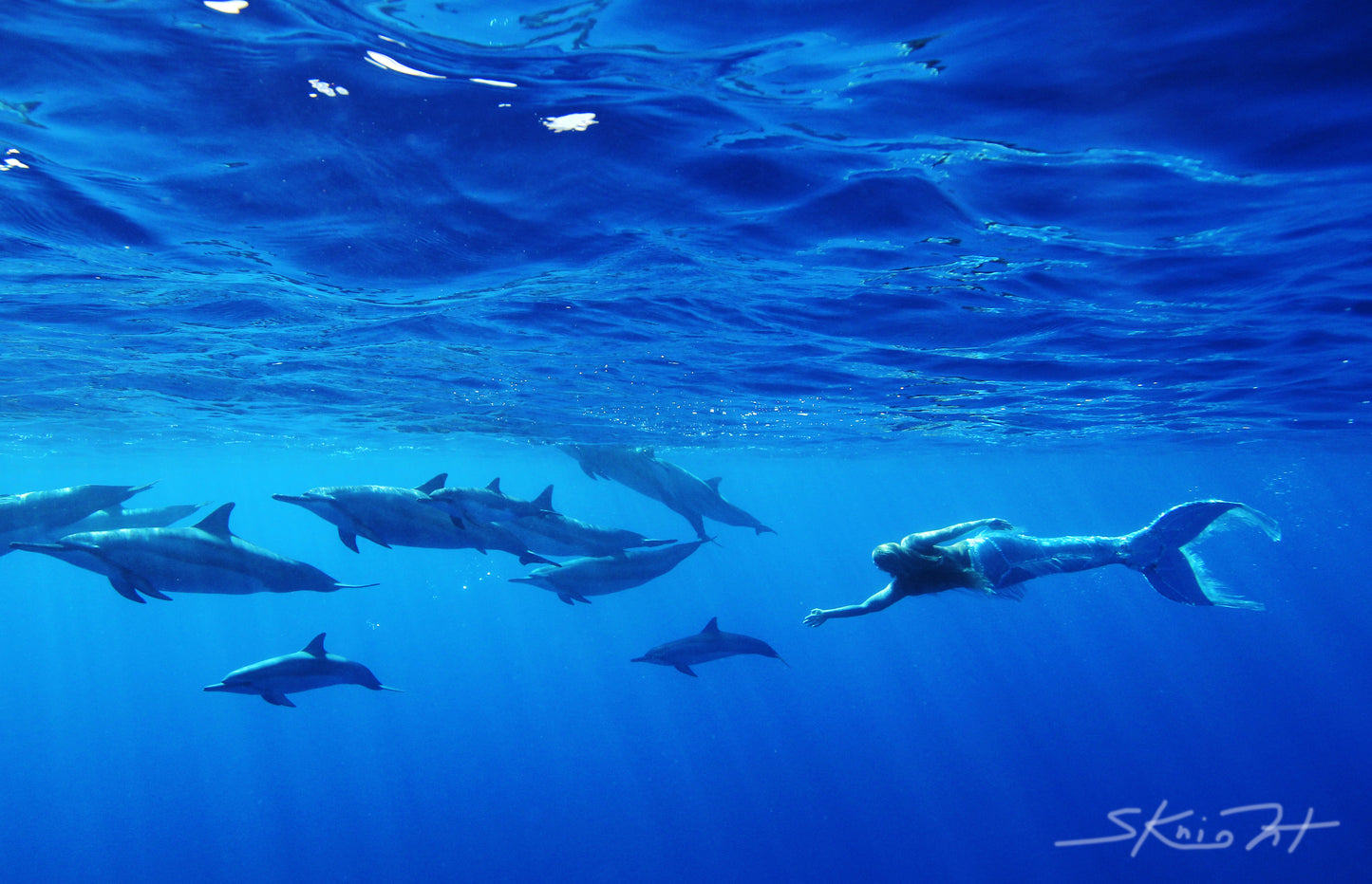 Mermaid and dolphin friends